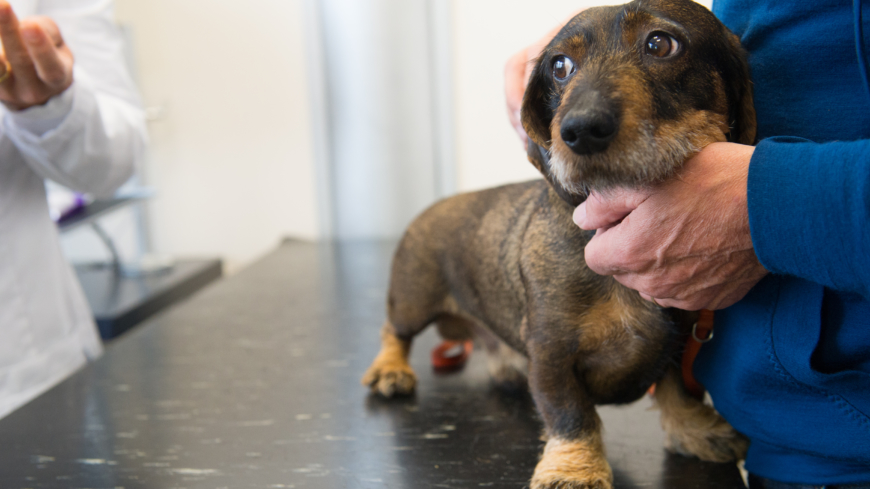 Bröstcancer hos hund – agera snabbt vid misstanke om tumör